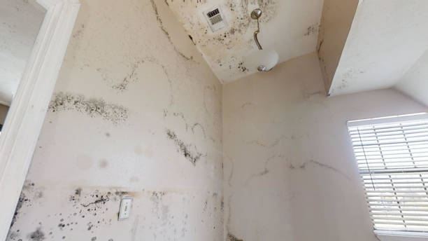 Mold Remediation for Rental Properties in Sandwich, IL